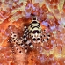 shrimp_coleman_bhr_tam_v_0516_bal6472.jpg